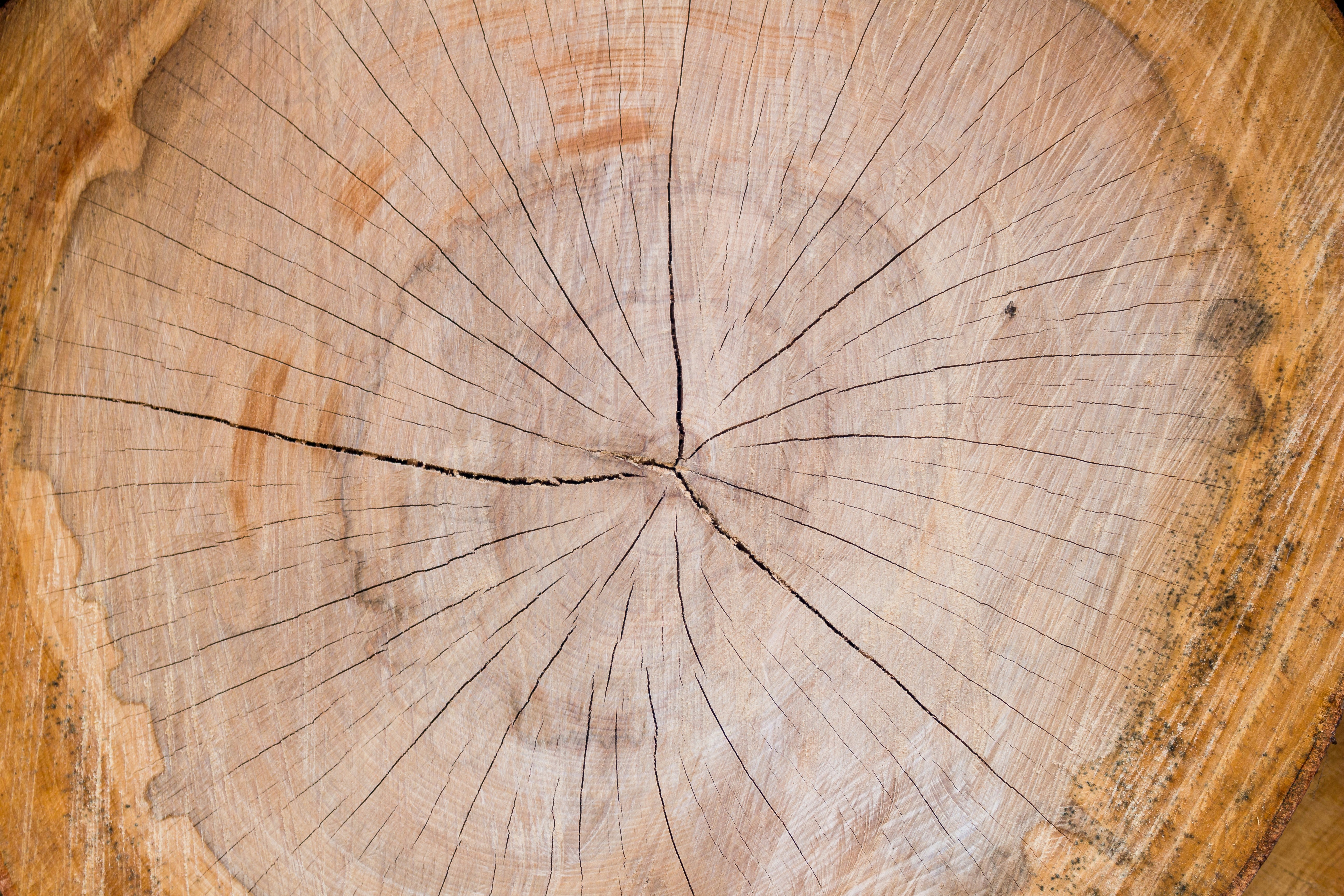 trunk 