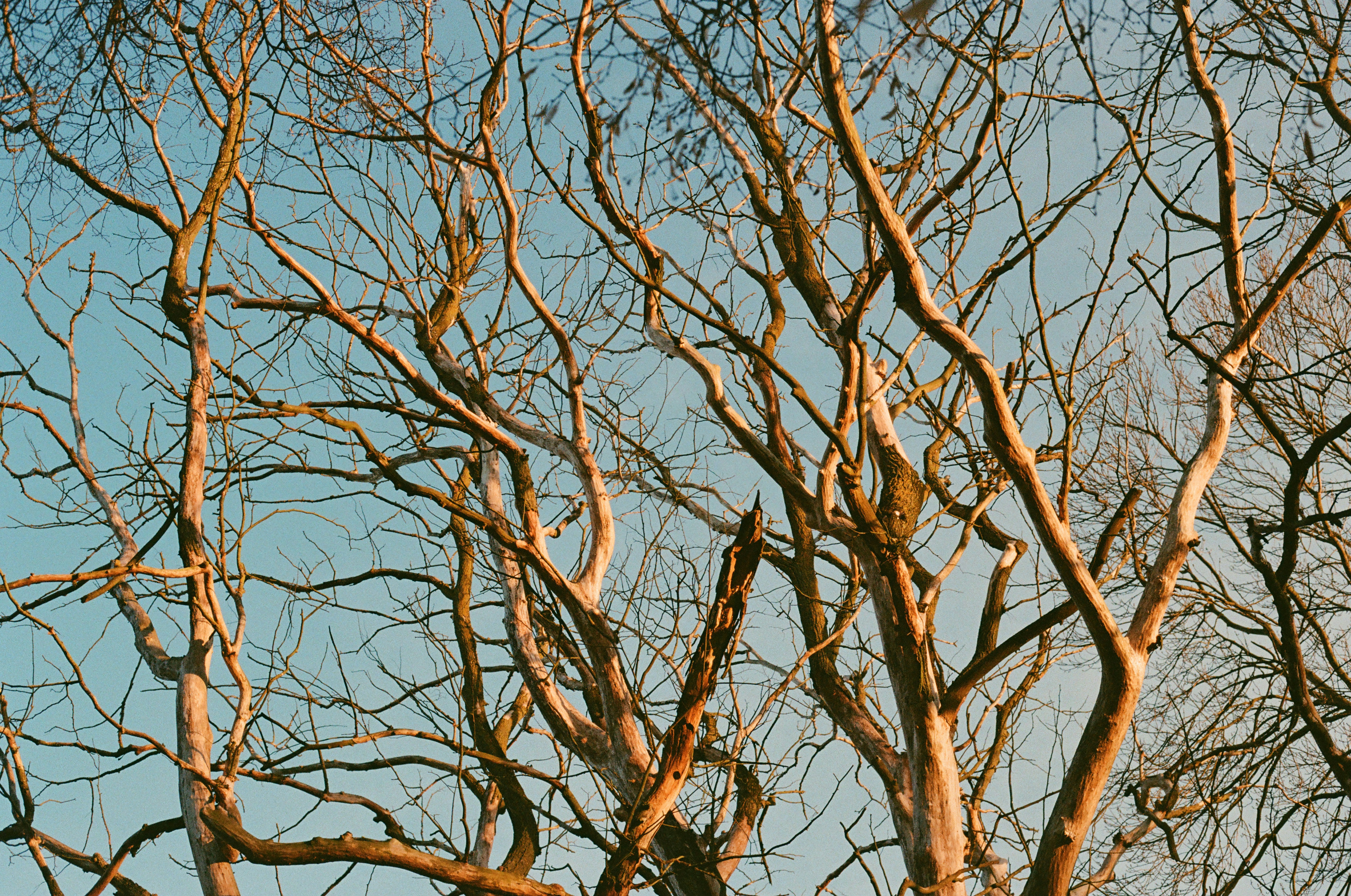 branches