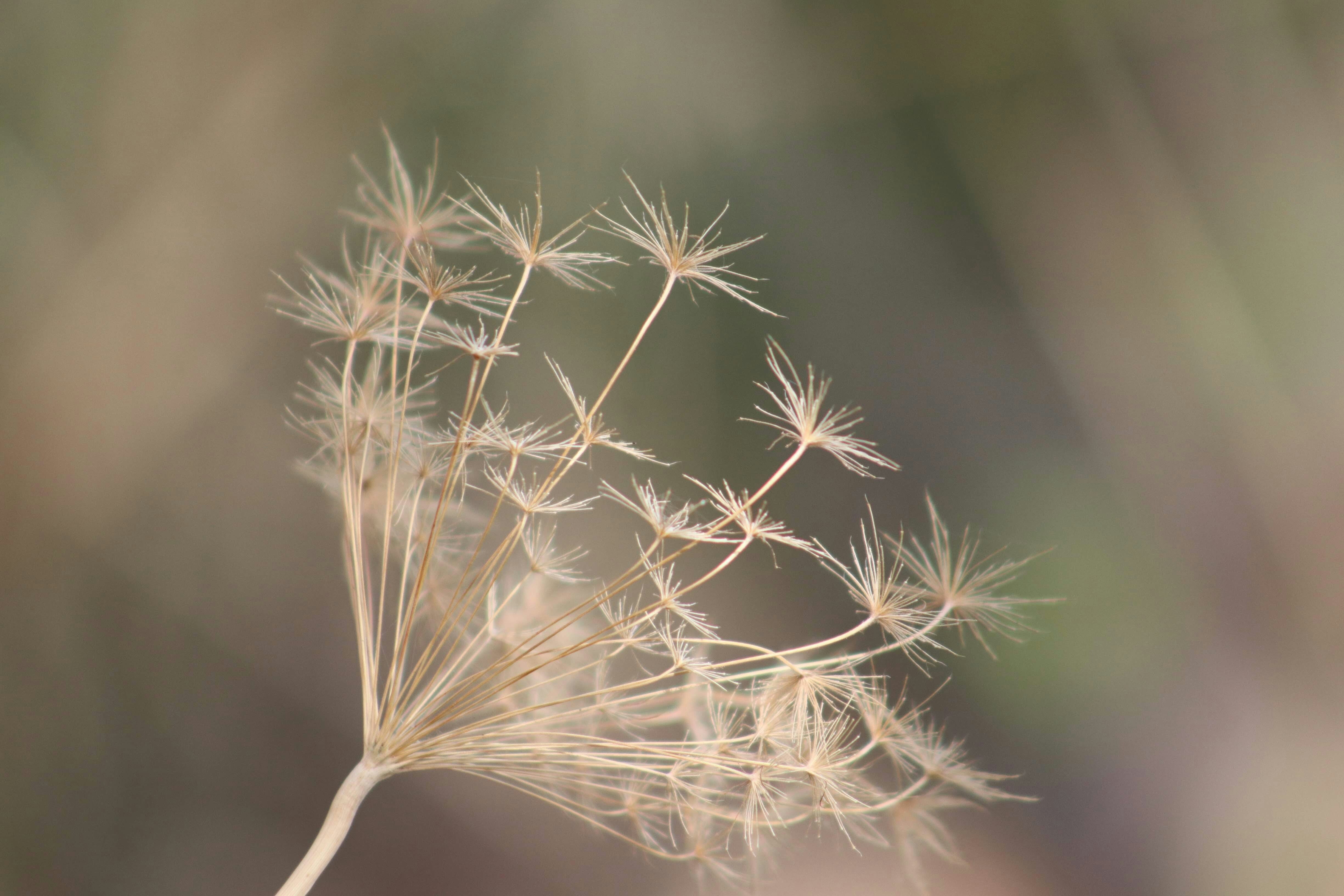 seeds